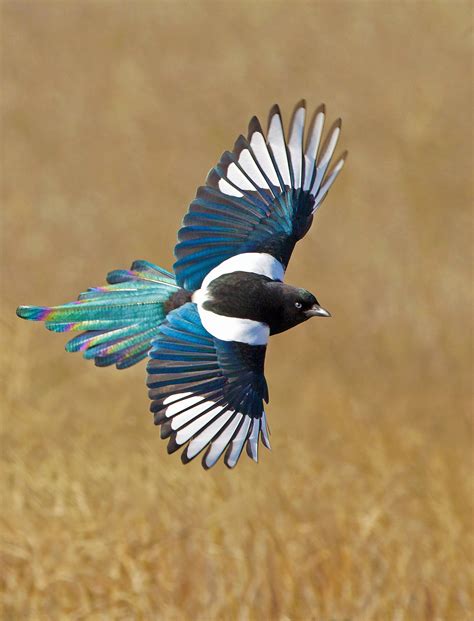 magpies on the fly